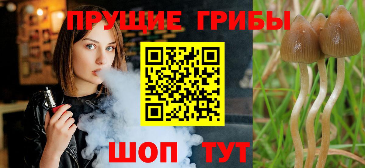 Псилоцибиновые грибы Magic Shrooms  Вход с VPN  Дедовск  продажа наркотиков  Галлюциногенные грибы GOLDEN TEACHER 